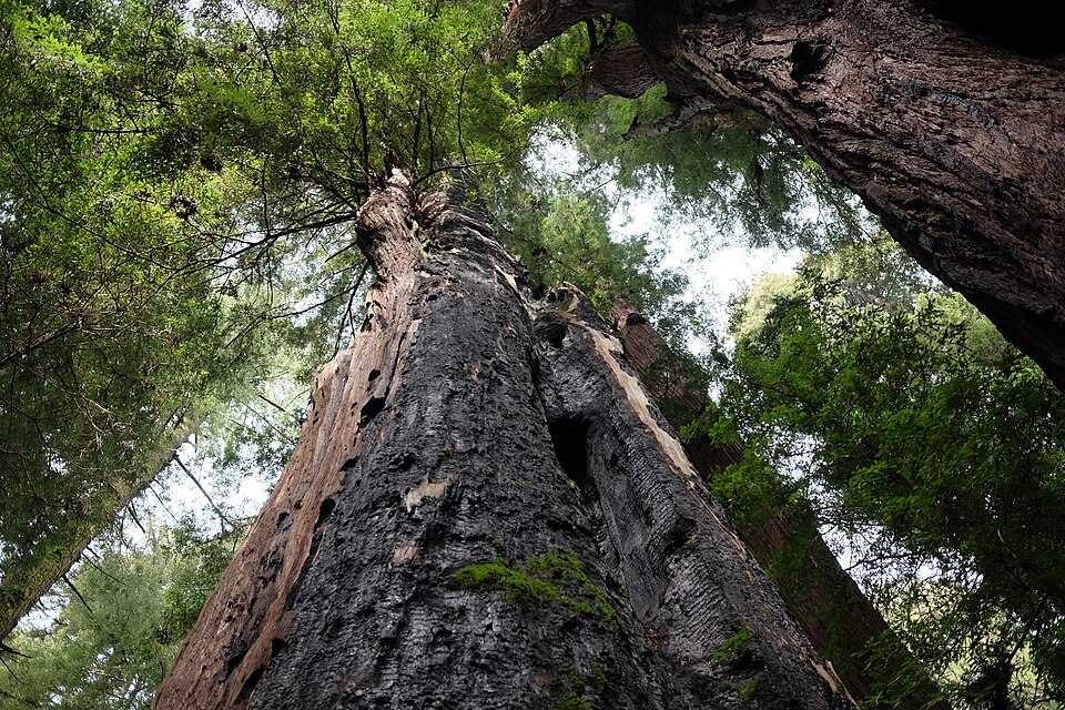 Henry Cowell Redwoods licensed park photograph